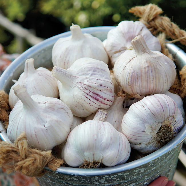 EARLY RED ITALIAN-GARLIC