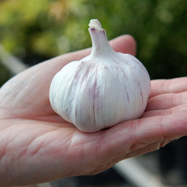 EARLY RED ITALIAN-GARLIC