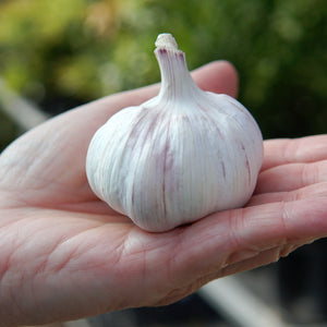 EARLY RED ITALIAN-GARLIC