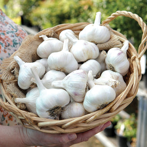 Close-up of Inchelium Red garlic showcasing large softneck bulbs with pinkish streaks on a white background