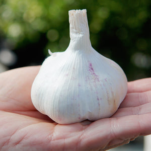Close-up of Inchelium Red garlic bulb showcasing pink-red streaked cloves with plain white background