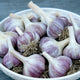 Close up of Purple Russian hardneck garlic bulbs showing purple streaked skins and stout cloves in a white bowl