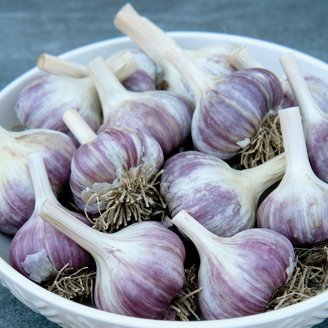 Close up of Purple Russian hardneck garlic bulbs showing purple streaked skins and stout cloves in a white bowl