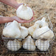 Close-up of elephant garlic bulbs showcasing large cloves and papery skins in a wire basket
