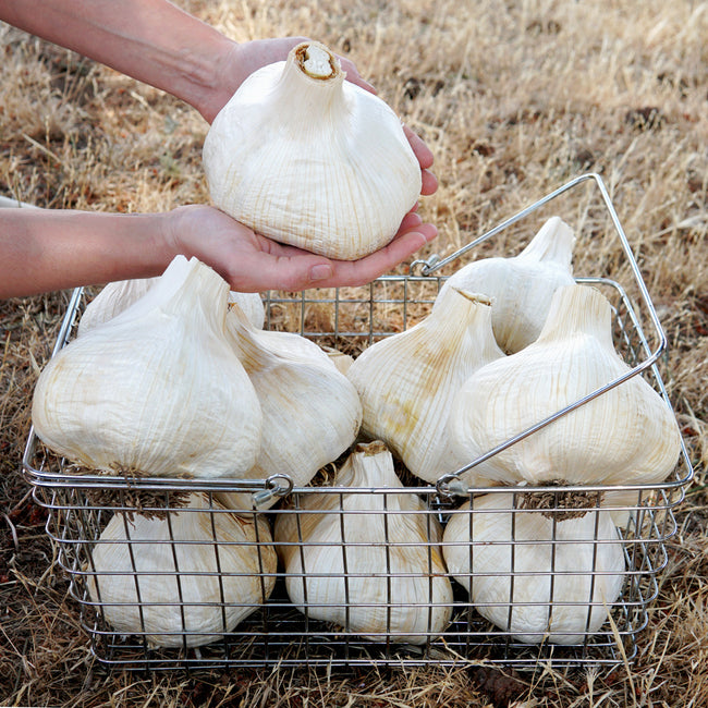 Close-up of elephant garlic bulbs showcasing large cloves and papery skins in a wire basket