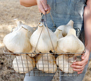 Close-up of elephant garlic bulbs showcasing large softball-sized heads in a wire basket held by hands