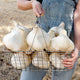 Close-up of elephant garlic bulbs showcasing large softball-sized heads in a wire basket held by hands