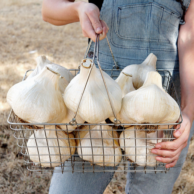 Close-up of elephant garlic bulbs showcasing large softball-sized heads in a wire basket held by hands