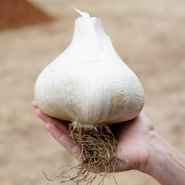 Elephant Garlic