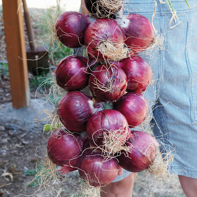 Front view of one bunch of Redwing onion plants showing clusters of red globe-shaped bulbs and roots