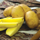 Close-up of German Butterball seed potatoes showing deep golden flesh and sliced potato on a patterned cloth background