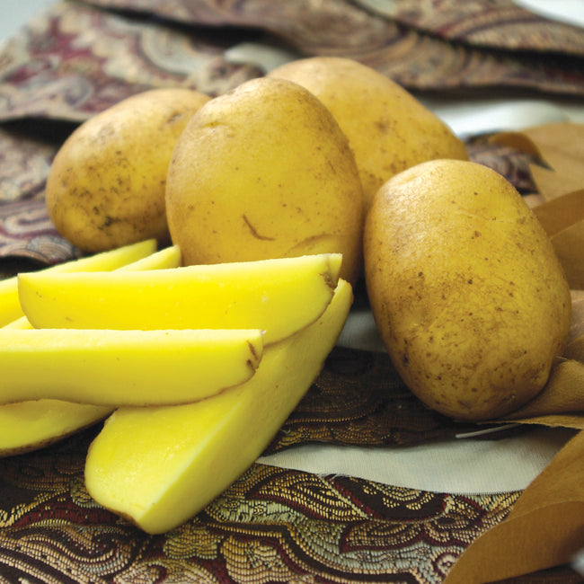 Close-up of German Butterball seed potatoes showing deep golden flesh and sliced potato on a patterned cloth background