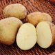 Close-up of Kennebec potatoes showcasing one halved tuber with ivory flesh on a burlap background