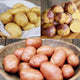 Three-panel view of Kitchen Garden Collection potatoes showcasing yellow, purple-skinned, and red varieties on rustic backgrounds