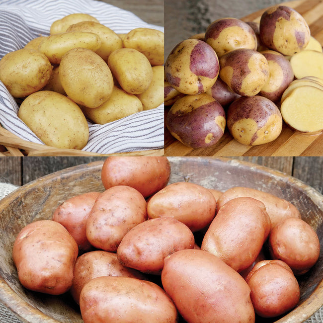 Three-panel view of Kitchen Garden Collection potatoes showcasing yellow, purple-skinned, and red varieties on rustic backgrounds
