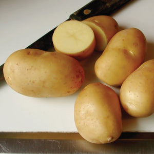 CAROLA-POTATO