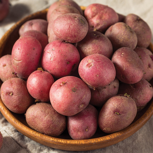 RED PONTIAC-POTATO