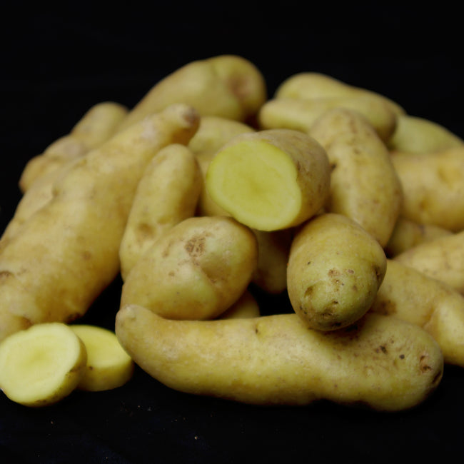 Close-up of yellow banana potatoes on a black background
