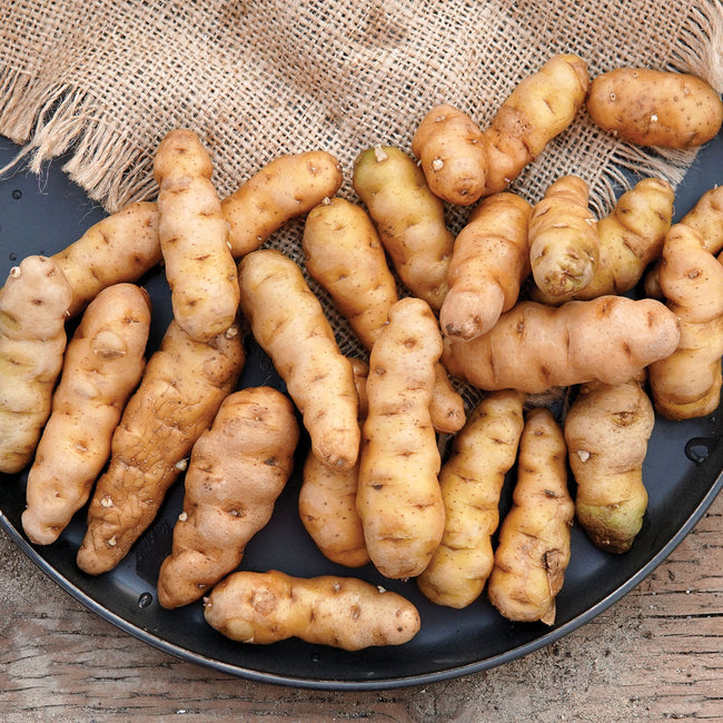 Top view of Ozette fingerling potatoes showing buff-colored skin and elongated shape on a black plate with burlap background