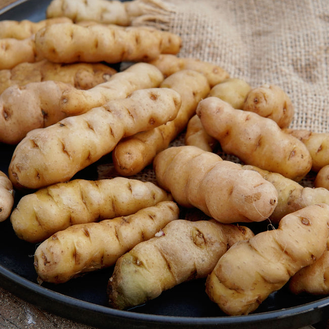 Close-up of Ozette fingerling potatoes showing buff-colored skin, deep eyes, and fingerlike shape in a bowl