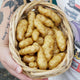 Close-up of Ozette fingerling potatoes showing buff-colored skin and deep eyes in a hand-held woven basket