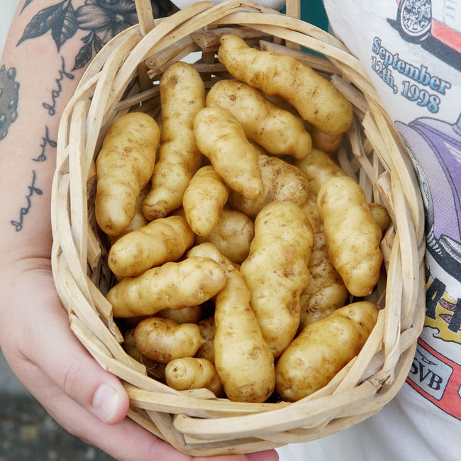 Close-up of Ozette fingerling potatoes showing buff-colored skin and deep eyes in a hand-held woven basket