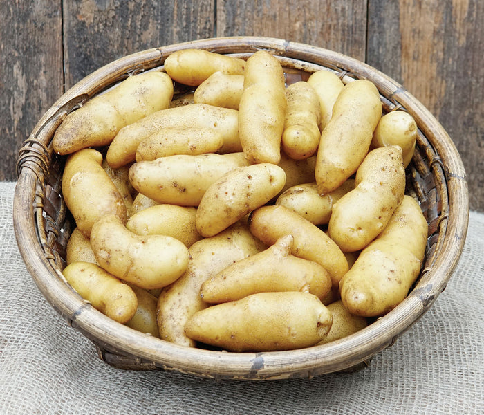 Top-down view of Austrian Crescent fingerling potatoes in a bowl showing pale yellow skin and crescent shape on a light background
