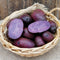 Front view of Adirondack Blue potatoes showcasing whole and halved tubers with vibrant purple flesh and skin in a wicker basket