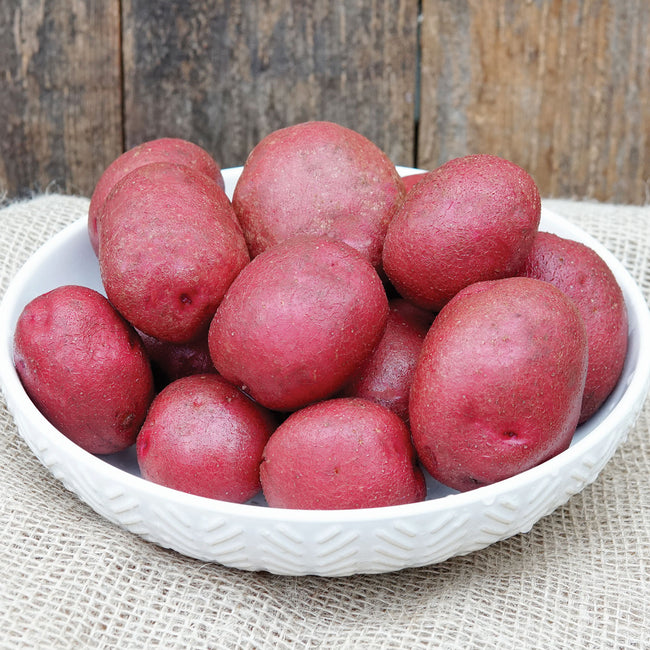 Top-front view of Sangre potatoes showcasing smooth deep red skins in a white bowl on burlap