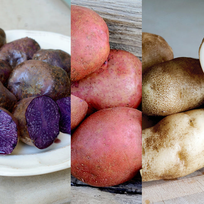 MINI TUBER COLLECTION-POTATO