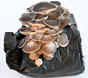 COSMIC QUEEN OYSTER-KIT