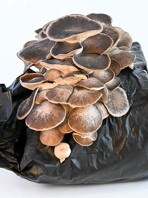 COSMIC QUEEN OYSTER-KIT