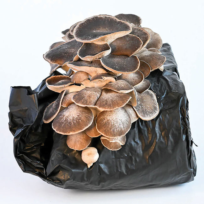 COSMIC QUEEN OYSTER-KIT
