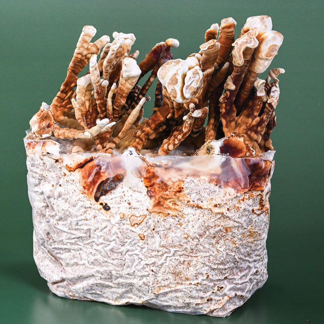 Front view of Reishi Antler mushroom kit showing antler like reddish brown fruiting bodies emerging from a mycelium block