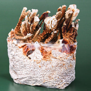 Front view of Reishi Antler mushroom kit showing antler like reddish brown fruiting bodies emerging from a mycelium block