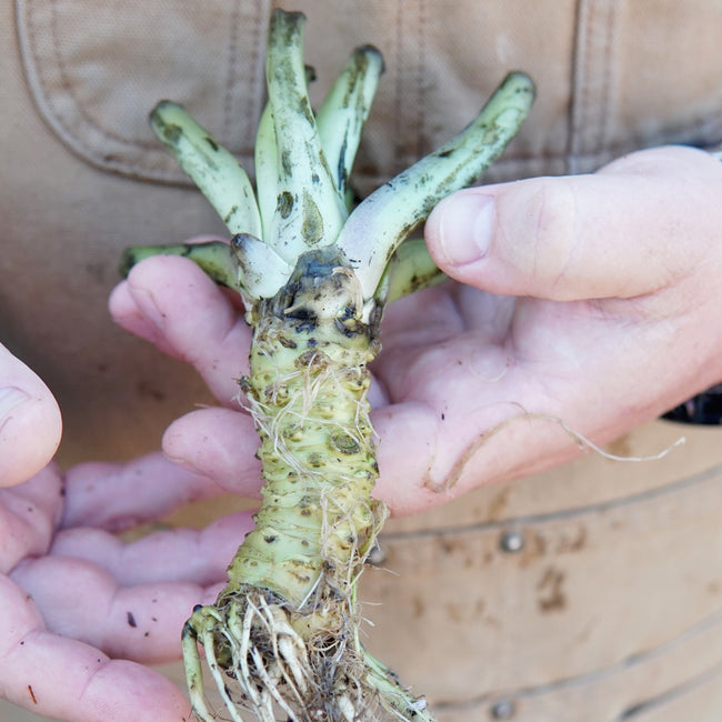 Close-up of bare-root wasabi 'Daruma' plant showcasing exposed roots and young leaves held in hands against soil