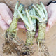 Close-up of three Wasabi Daruma bare-root plants showing roots and crowns held in hands against a brown jacket