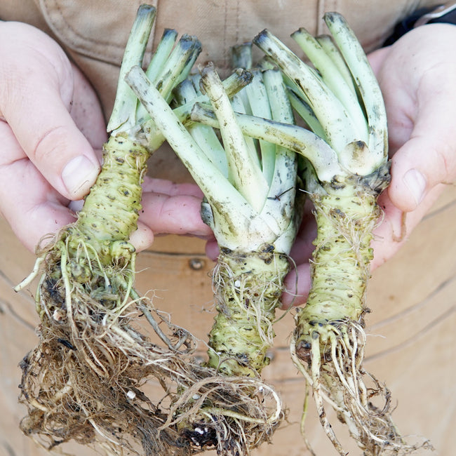 Close-up of three Wasabi Daruma bare-root plants showing roots and crowns held in hands against a brown jacket