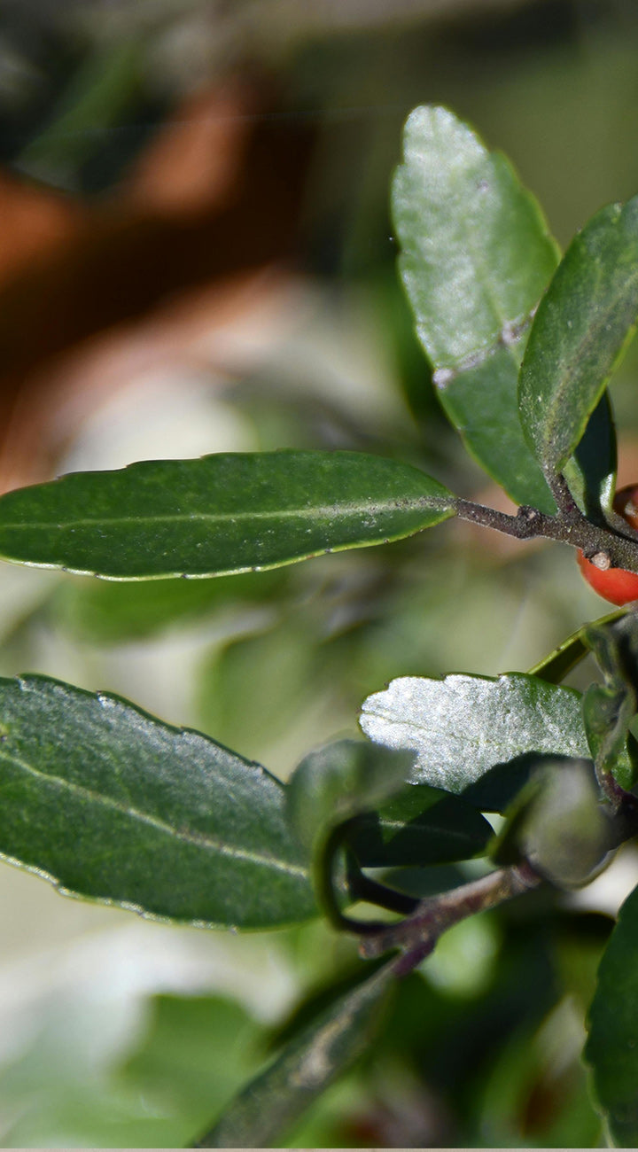 Close-up of green yaupon leaves and a red berry on a blurred natural background