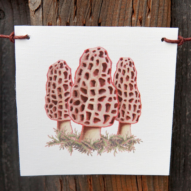 Illustration of morel mushrooms on a white flag, hanging against a wooden surface.