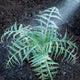 Young spiky plant being sprayed with white kaolin clay protective coating in garden soil