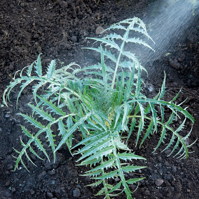 Young spiky plant being sprayed with white kaolin clay protective coating in garden soil