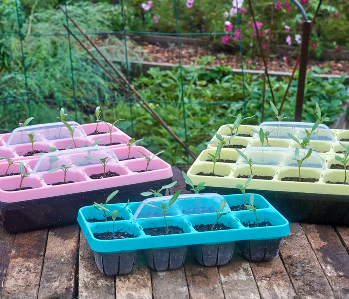 Vizible plant tray kit showing three pastel 6-cell seedling trays with clear domes and seedlings on a wooden table in a garden
