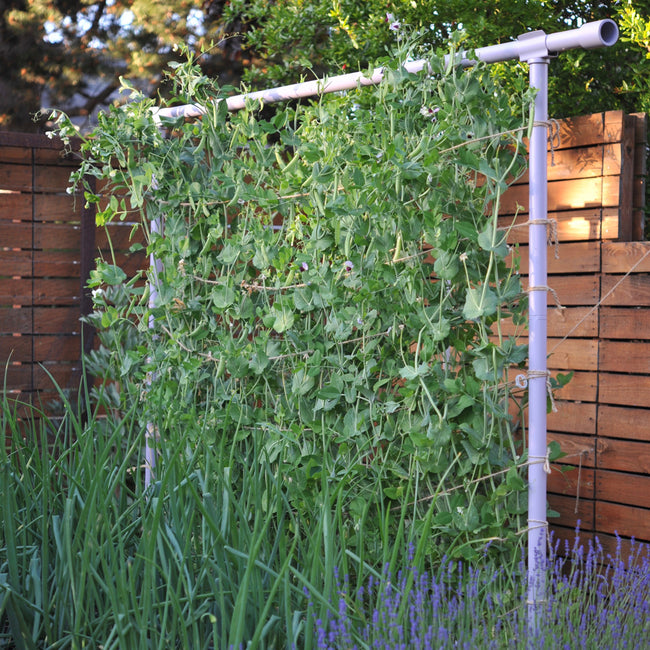 Angled view of Freyr trellis support showing metal frame with climbing plants against a wooden fence