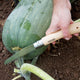 Hand using a Opinel No 12 saw to trim a green vegetable in soil
