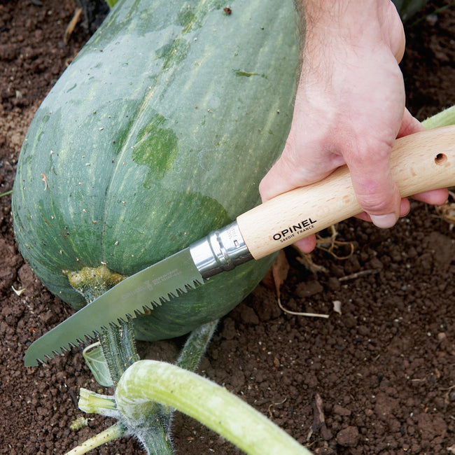Hand using a Opinel No 12 saw to trim a green vegetable in soil