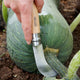 Hand using a No 10 Opinel Billhook knife to cut into a green pumpkin on a garden background