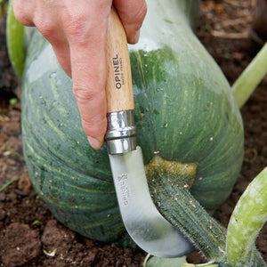 Hand using a No 10 Opinel Billhook knife to cut into a green pumpkin on a garden background