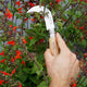 Hand holding a No 10 Opinel Billhook and cutting red flowers