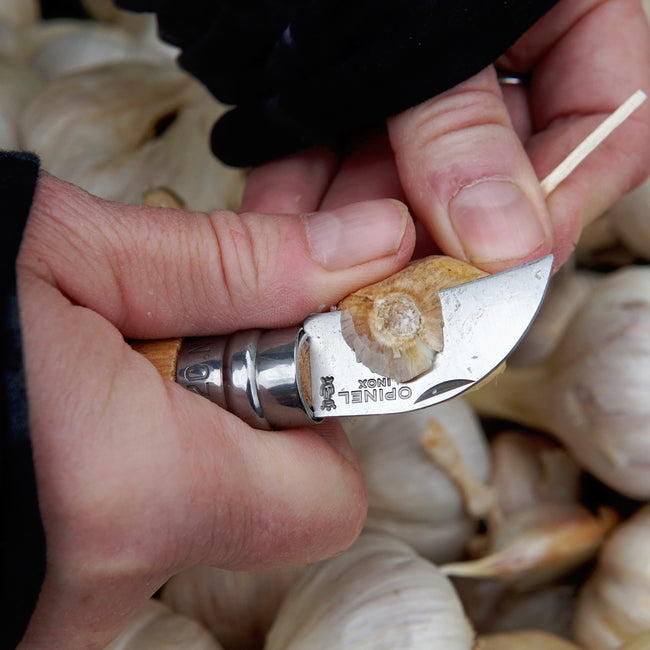Person using a Opinel chestnut & garlic knifeon garlic bulbs with a brand logo visible.